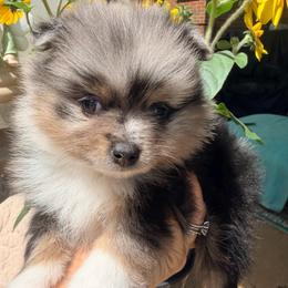 Faith - Blue merle female Pomeranian puppy in Clarksville, Tennessee from Bee Mine Maltipoos and Pomeranians