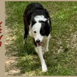 Border Collies from Bama Border Collies