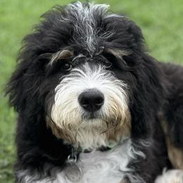 Bernedoodles and Poodles from WWBar Bernedoodles