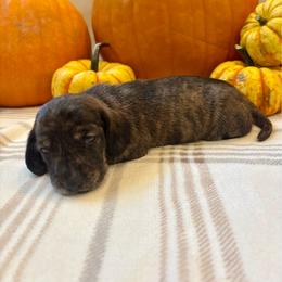 Beta - Brindle male Dachshund puppy in Shelley, Idaho from Journey’s End Dachshunds