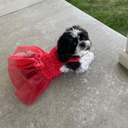 Pepper - Shih Tzu