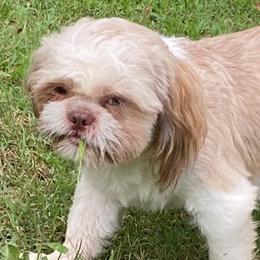 Shih Tzus from Sherry Whiteside's Shih Tzus