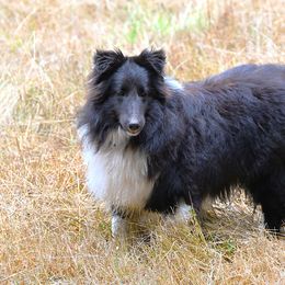 Blessing - Shetland Sheepdog