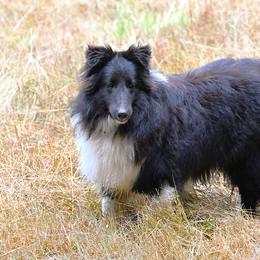 Blessing - Shetland Sheepdog
