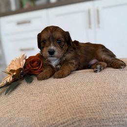 Pumpkin - Red sable male Havapoo puppy in South Jordan, Utah from Lady Paws Puppies - Cassie