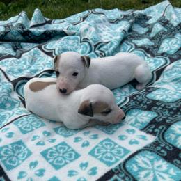 Angel - White and fawn female Whippet puppy in Oneida, Tennessee from Saving Grace