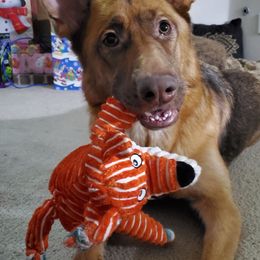 German Shepherds from BluMoon Shepherds