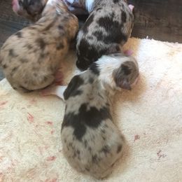 Australian Shepherd Puppies from Thousand Hills Australian Shepherds