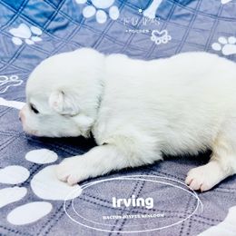 Samoyed Puppies from The Bactos Family