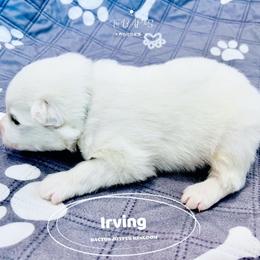 Samoyed Puppies from The Bactos Family