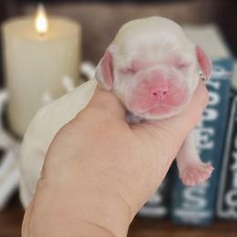 Ghost (White Collar) - Cream male Cocker Spaniel puppy in Mocksville, North Carolina from Hunting Creek Kennels & Farm