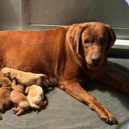 2nd pick girl - Yellow female Labrador Retriever puppy in Littlefield, Arizona from Susan Burkey