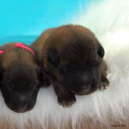 Belgian Tervuren Puppies from Kanna Belgian Tervuren
