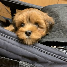Havanese Puppies from Peace Love Havanese