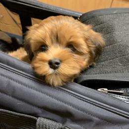 Havanese Puppies from Peace Love Havanese
