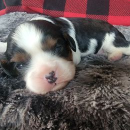 Trix - Tri-color Cavalier King Charles Spaniel puppy in Rochelle, Illinois from Alexandra's Royal Cavaliers