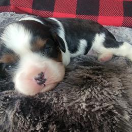 Trix - Tri-color Cavalier King Charles Spaniel puppy in Rochelle, Illinois from Alexandra's Royal Cavaliers