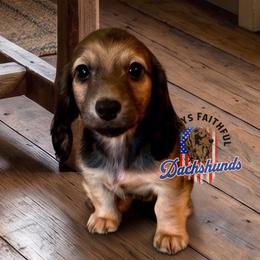 AFDs Athena - Red female Dachshund puppy in Waverly, Ohio from Always Faithful Dachshunds