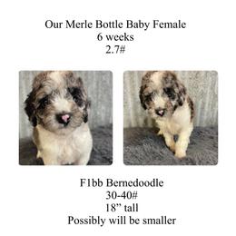 Tiny Merle girl - Merle female Bernedoodle puppy in Clarksville, Iowa from Iowa Heartland Doodles