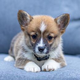Ember - Sable female Pembroke Welsh Corgi puppy in Narvon, Pennsylvania from Corgi Companions