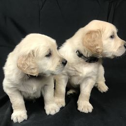 Golden Retriever Puppies from Bennett Goldens