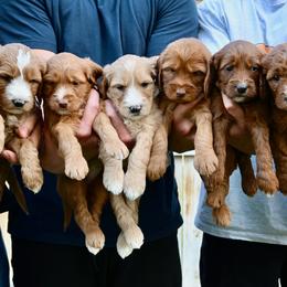 Goldendoodle puppies from Best Friend Doodles
