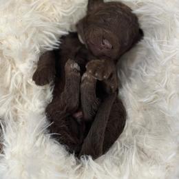 Labradoodle Puppies from Raising Doodles