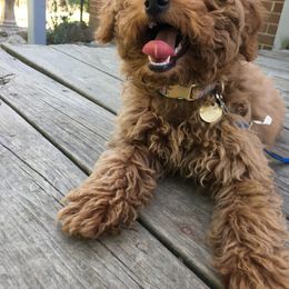 Poodle Puppies from Wilcox Breeding Service