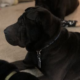 Chibbs - Chinese Shar-Pei