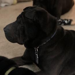 Chibbs - Chinese Shar-Pei