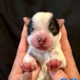Apollo - Blue male Australian Cattle Dog puppy in Clovis, California from Miller Australian Cattle Dogs