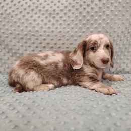 Puppy 2 - Fawn (isabella) and tan male Dachshund puppy in Krum, Texas from Dots N Spots Dachshunds