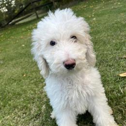 Poodles from Poocrew
