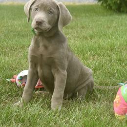 Dilute Retriever Puppies from Royalty Retrievers