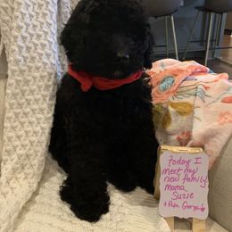 Sheepadoodle Puppies from Riley Grace Puppies