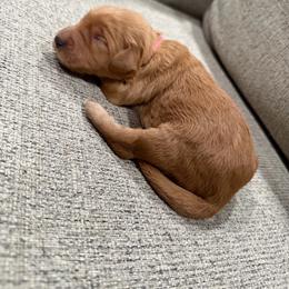 Pink - Apricot female Goldendoodle puppy in Bakersfield, California from Lavish Doodles