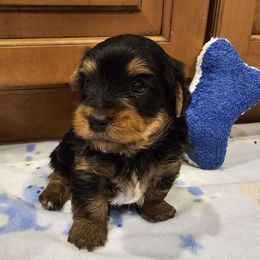 Boy 2 - Black and tan male Yorkshire Terrier puppy in Plainwell, Michigan from Preuss Puppies