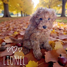 Lionel - Red  male Goldendoodle puppy in Warrensburg, Missouri from Supreme Doodles