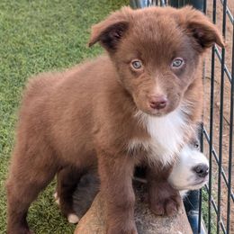 Judy - Australian Shepherd puppy from A&M Australian Shepherds