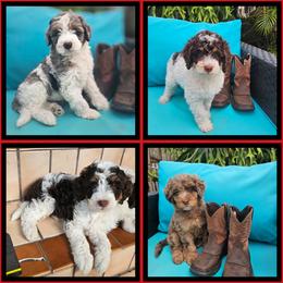 Bernedoodle, Goldendoodle, and Poodle Puppies from Beach Doodles
