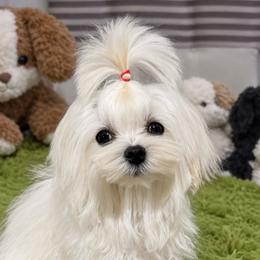 Ben - White male Maltese puppy in San Diego, Temecula, Ontario, California from Yorkie & Maltese Royalty