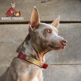 Captain - Teddy Roosevelt Terrier