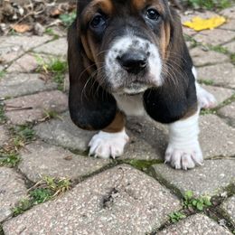 Basset Hound Puppies from Brookside Bassets