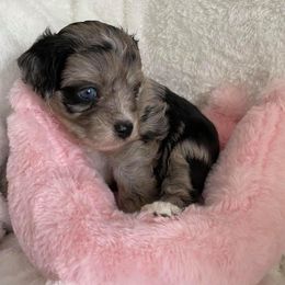 Aussiedoodle and Miniature Australian Shepherd Puppies from Biggie Ranch