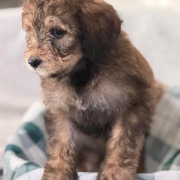 Peanut - Tri-color female Bernedoodle puppy in Phelan, California from PuppyPaws4U