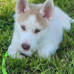 Siberian Husky Puppies from Into the Mystic Siberian Huskies