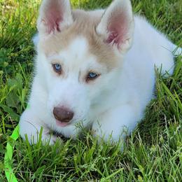 Siberian Husky Puppies from Into the Mystic Siberian Huskies