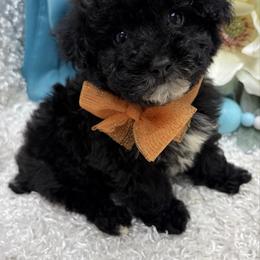 Samwell - Black male Poodle puppy in West Plains, Missouri from Puppies-4U