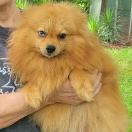 Luna - Pomeranian