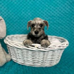 Miniature Schnauzer Puppies from S & S Miniature Schnauzer